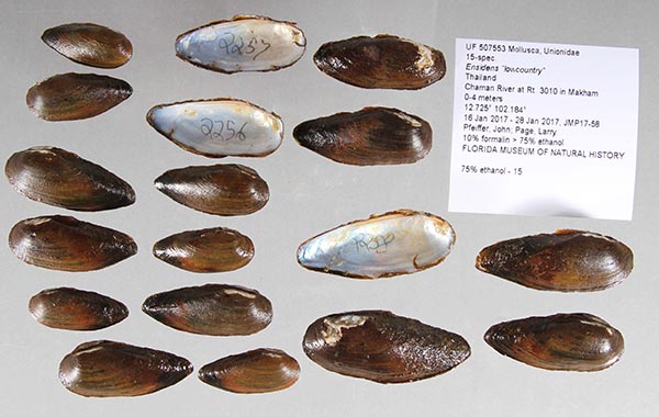 image of lot UF_507553