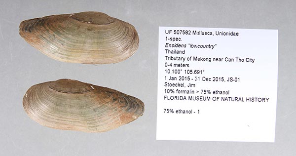 image of lot UF_507582