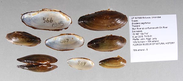 image of lot UF_507599