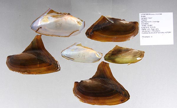 image of lot UF_507606