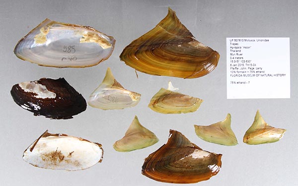 image of lot UF_507610