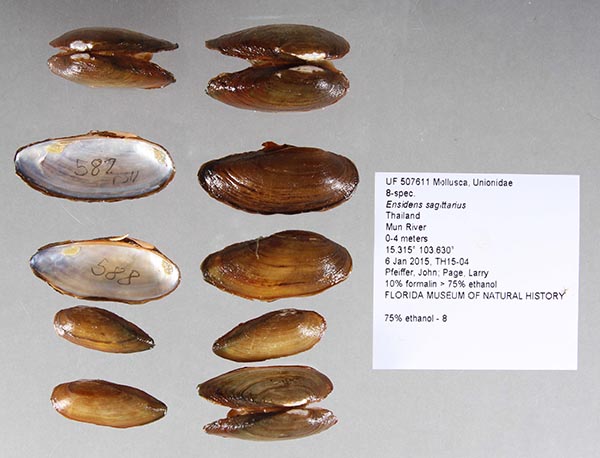 image of lot UF_507611