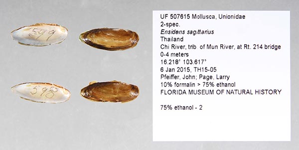 image of lot UF_507615