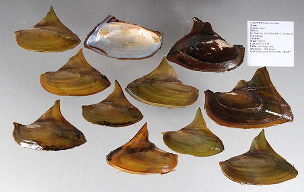 image of lot UF_507618