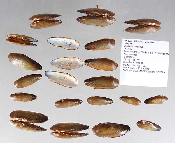 image of lot UF_507619