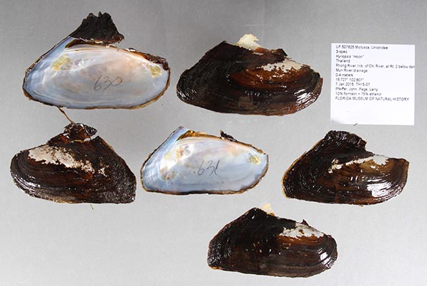 image of lot UF_507625