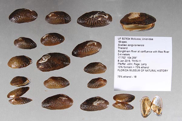 image of lot UF_507634