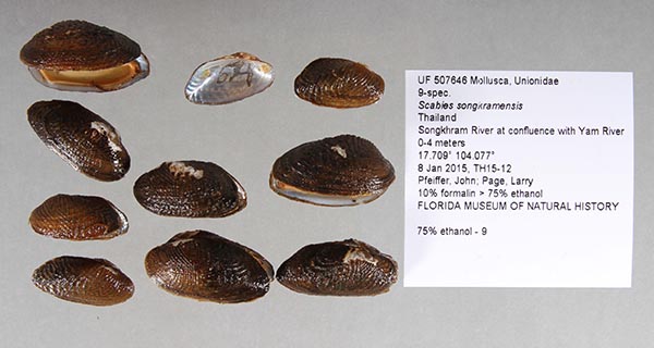 image of lot UF_507646