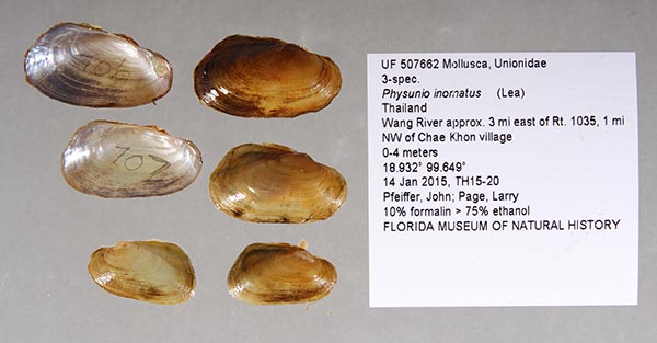 image of lot UF_507662