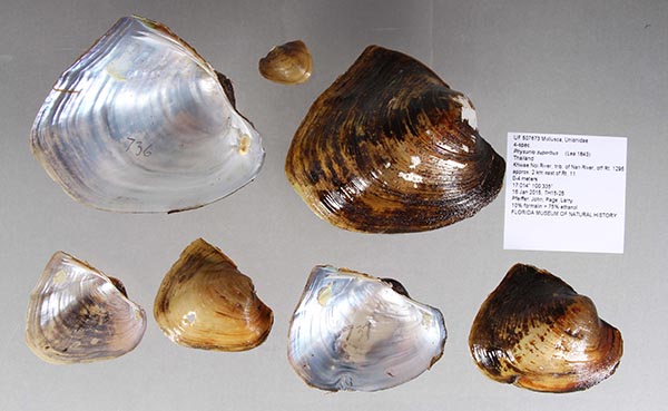 image of lot UF_507673