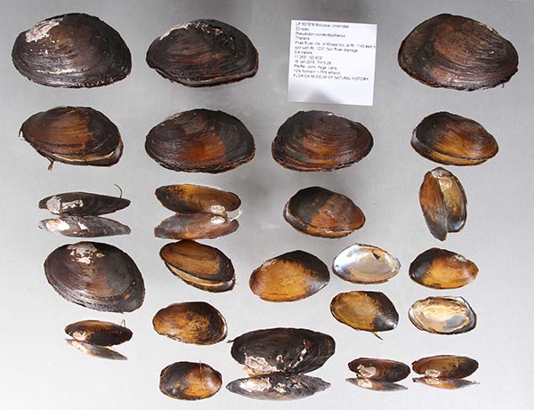 image of lot UF_507678