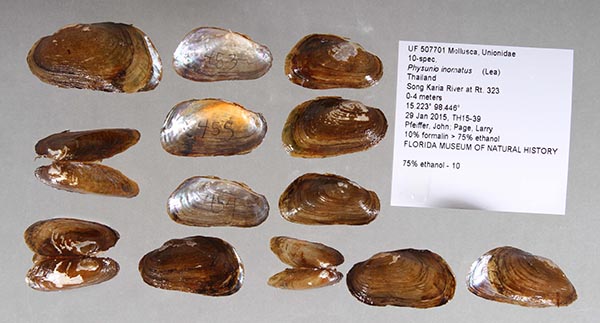 image of lot UF_507701