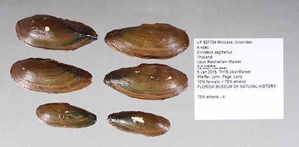 image of lot UF_507704