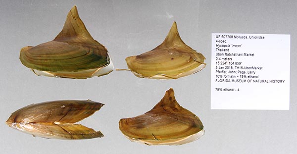 image of lot UF_507708