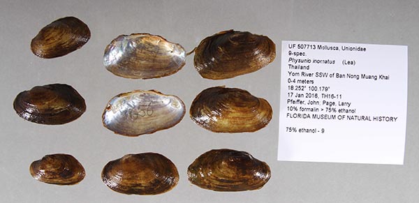 image of lot UF_507713