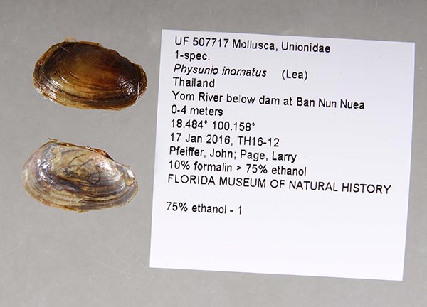 image of lot UF_507717