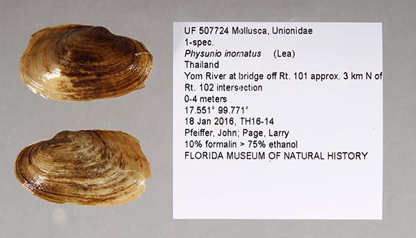 image of lot UF_507724