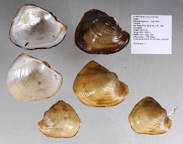 image of lot UF_507729