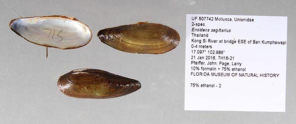 image of lot UF_507742