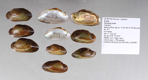 image of lot UF_507752