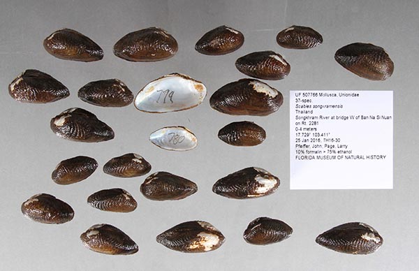 image of lot UF_507766