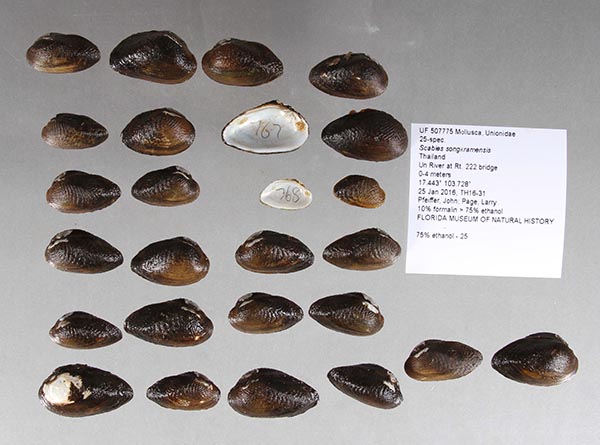 image of lot UF_507775