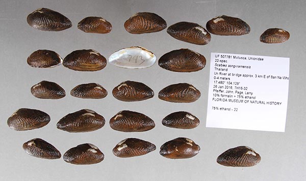 image of lot UF_507781