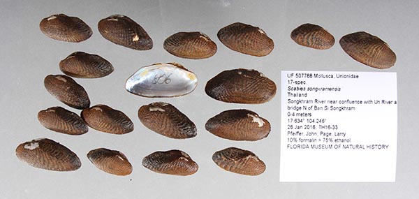 image of lot UF_507788