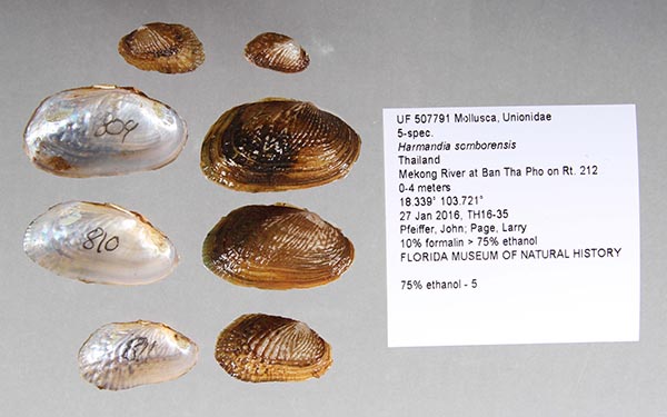 image of lot UF_507791