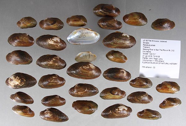 image of lot UF_507794