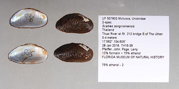 image of lot UF_507803