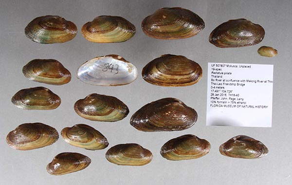 image of lot UF_507807