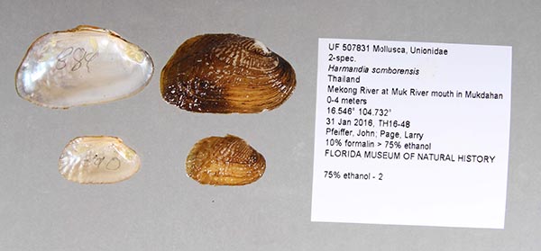 image of lot UF_507831