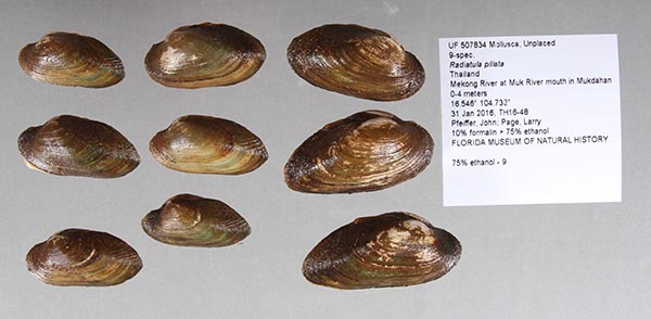 image of lot UF_507834