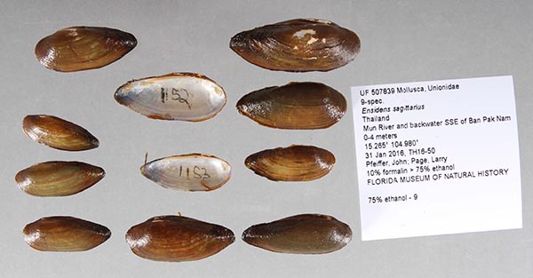 image of lot UF_507839