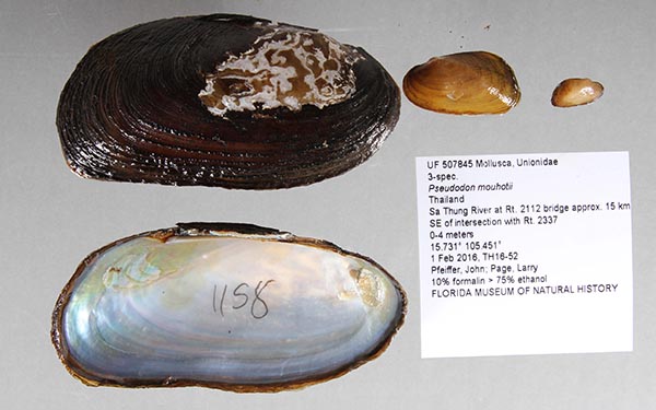 image of lot UF_507845