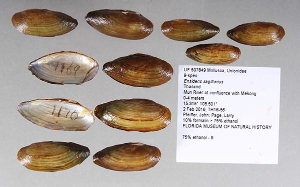 image of lot UF_507849