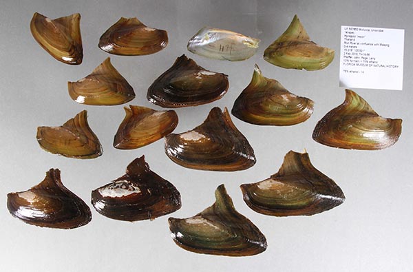 image of lot UF_507850