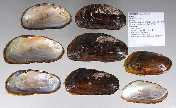 image of lot UF_507896