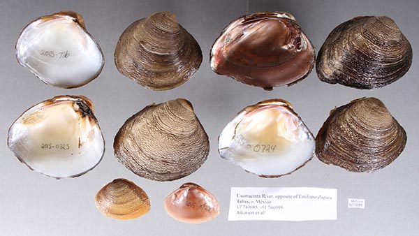 image of lot UF_507899