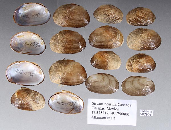 image of lot UF_507901