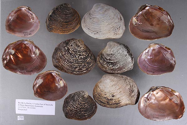 image of lot UF_507905