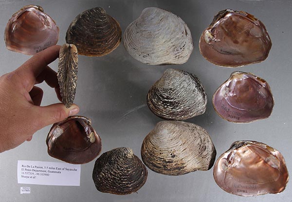 image of lot UF_507905