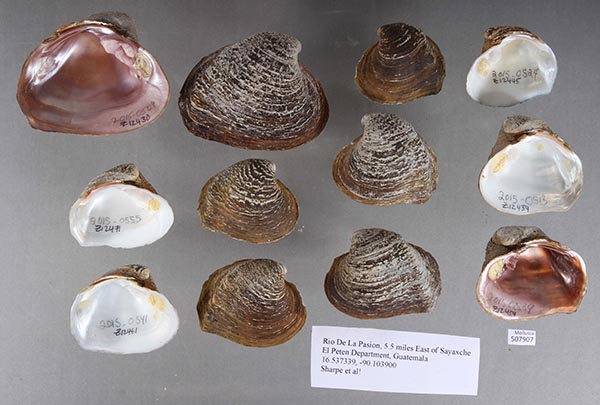 image of lot UF_507907