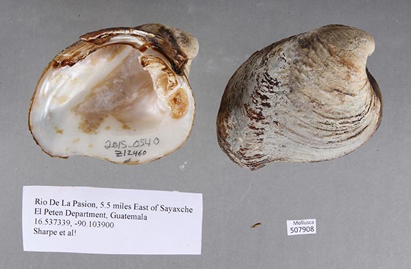 image of lot UF_507908