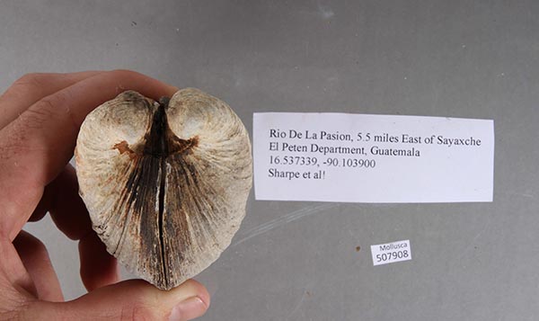 image of lot UF_507908