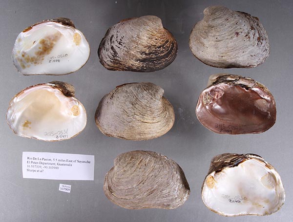 image of lot UF_507909