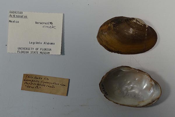 image of lot UF_93189