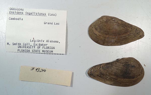 image of lot UF_93246