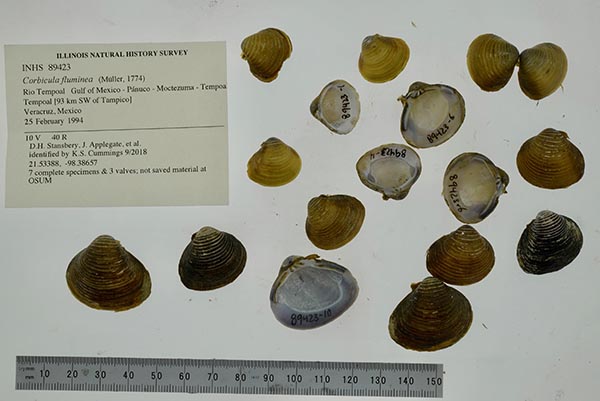 image of lot INHS_89423